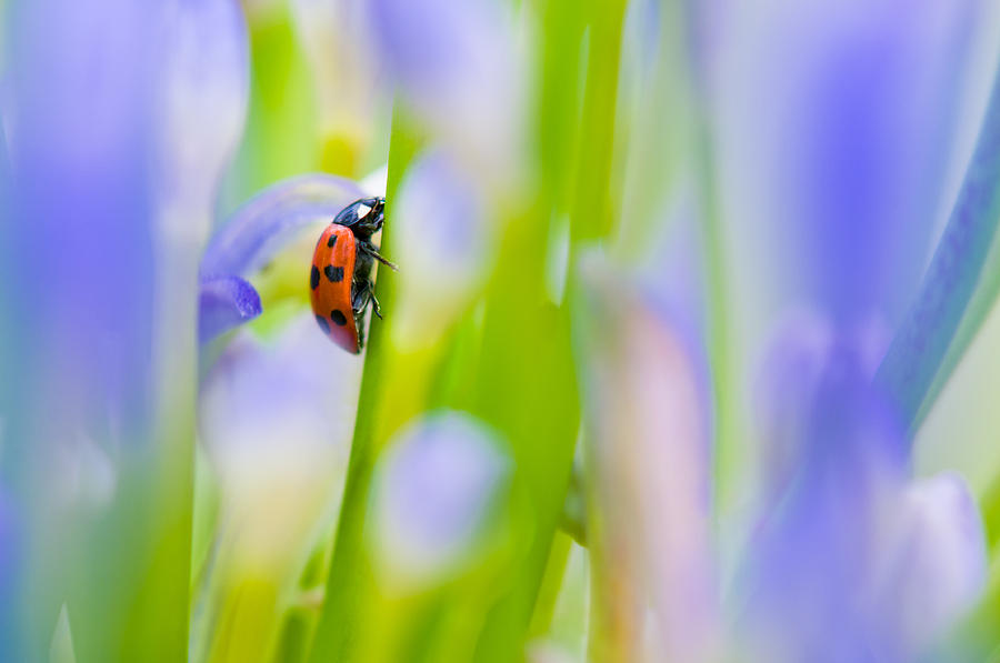 Ladybug Photograph by U Schade