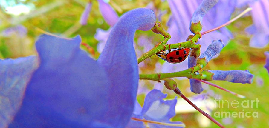 Ladybug Ver-2 Photograph by Larry Mulvehill