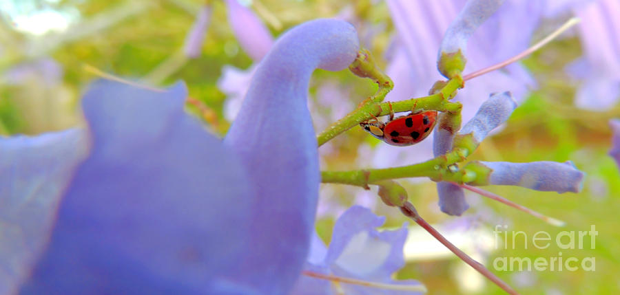 Ladybug Ver-3 Photograph by Larry Mulvehill