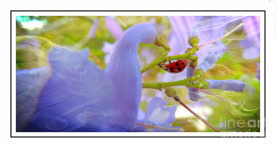 Ladybug Ver-4 Photograph by Larry Mulvehill