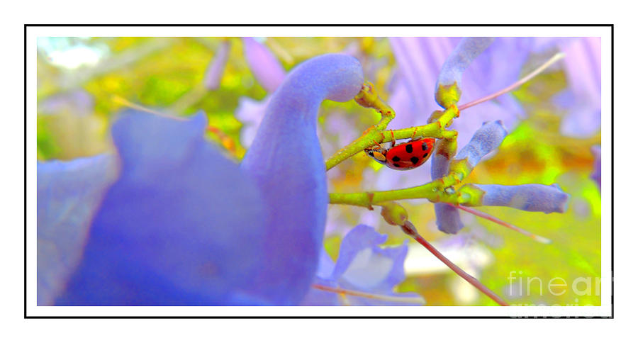 Ladybug Ver-5 Photograph by Larry Mulvehill