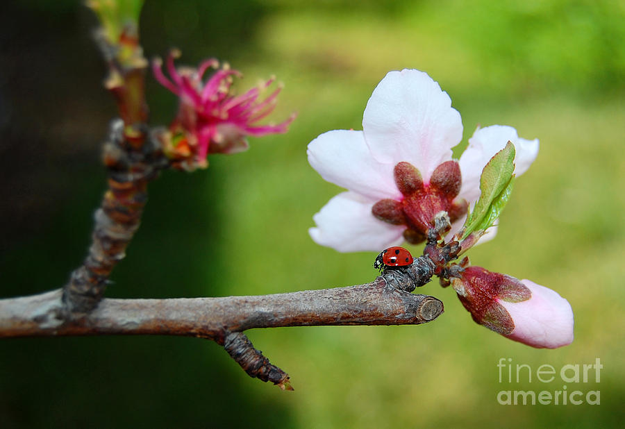 Ladybug Walking on Branch Photograph by Debra Thompson