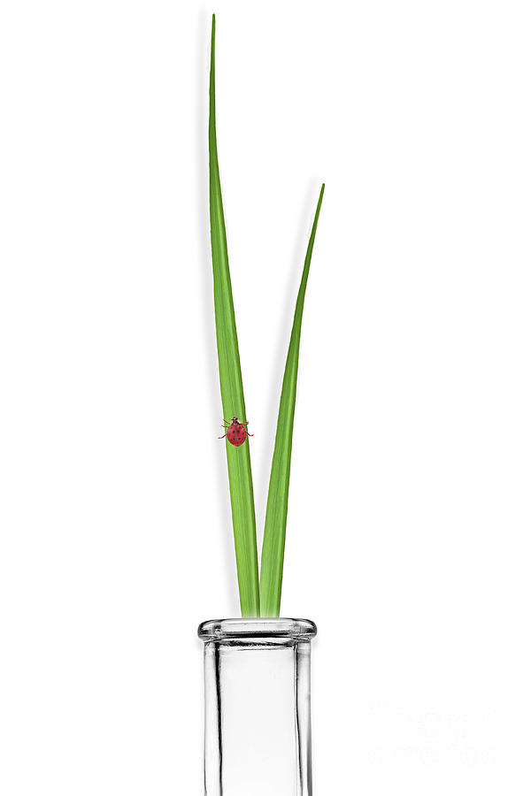 Ladybug Walking On Grass In Test Tube Photograph by Sigrid Gombert