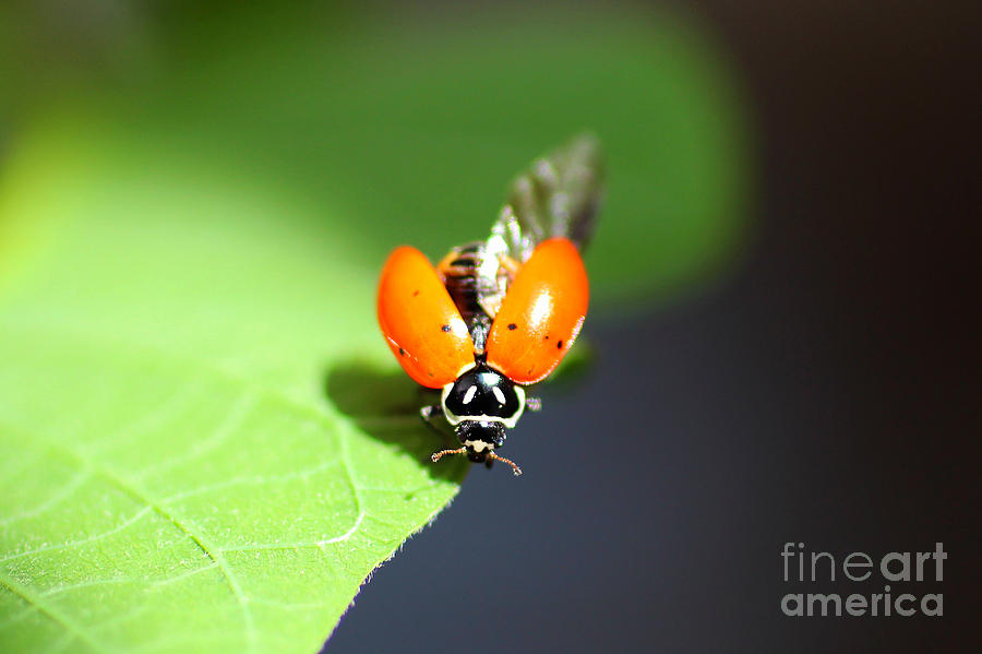 Ladybug Photograph - Ladybug Wings by Jennifer Churchman
