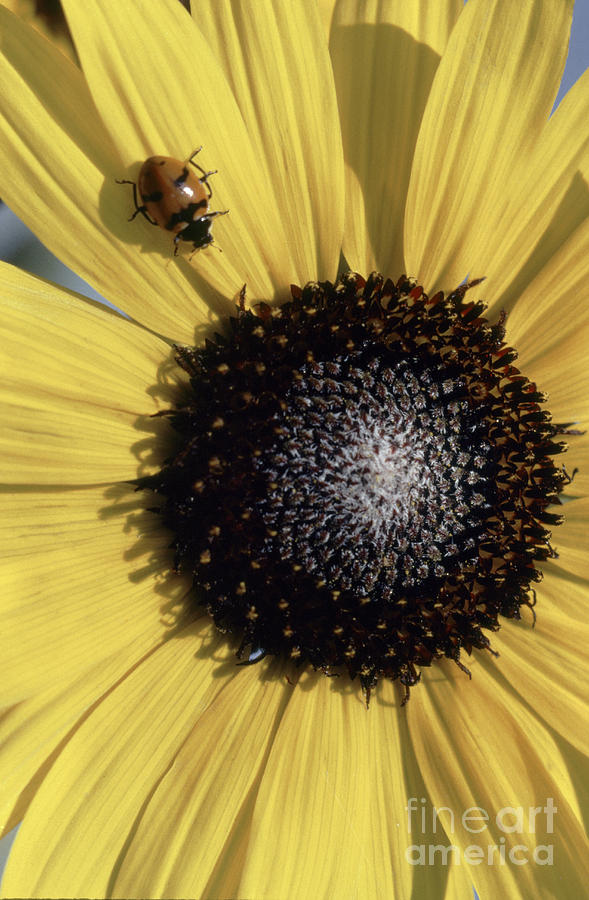 Ladybug with Sunflower Photograph by Craig Lovell