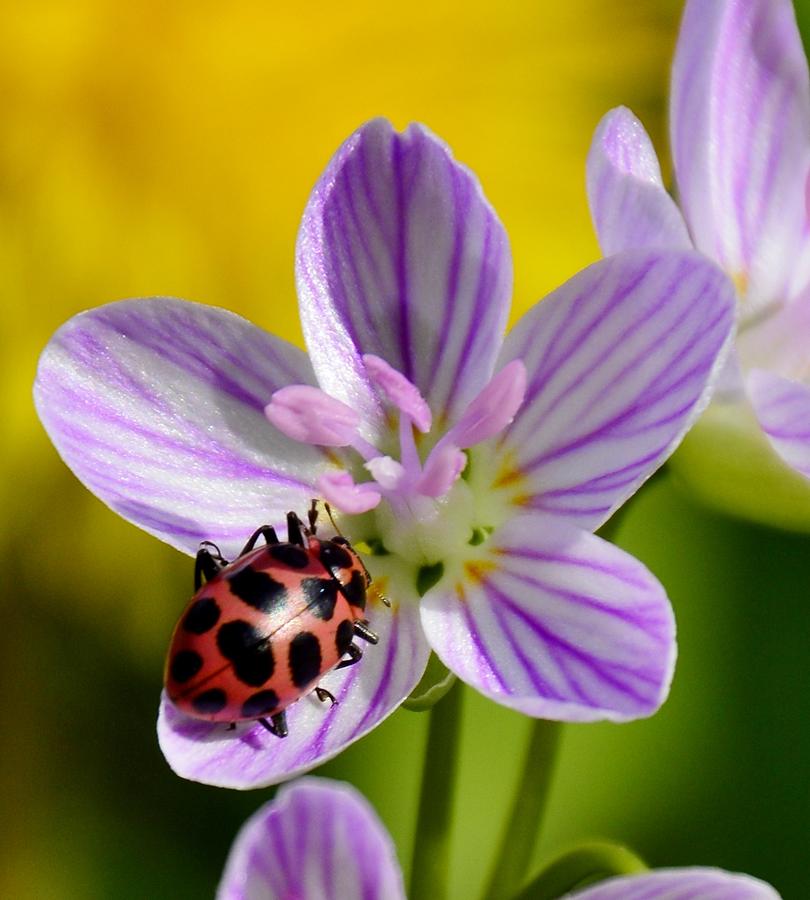 Ladybug Photograph - Ladybug with wildflower by Brett Erwood