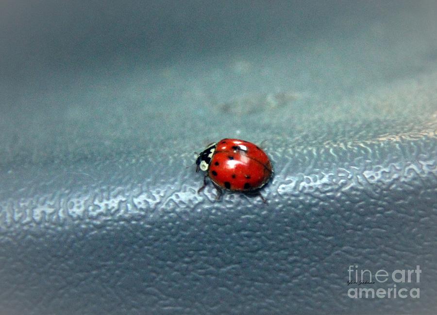 Ladybug Photograph by Yumi Johnson