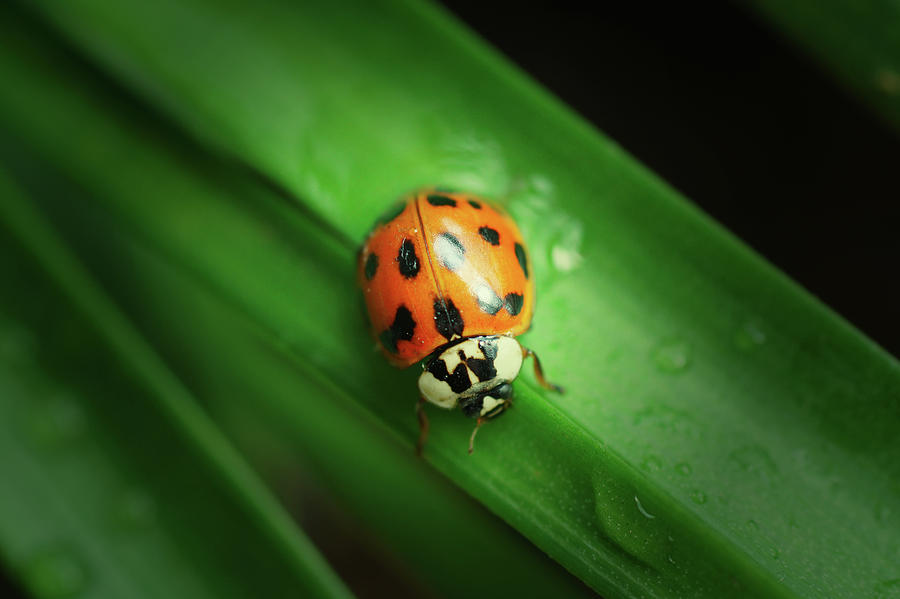 Ladybug Photograph by Zhuyongming