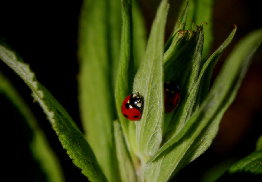 Ladybugs Photograph by Adria Trail
