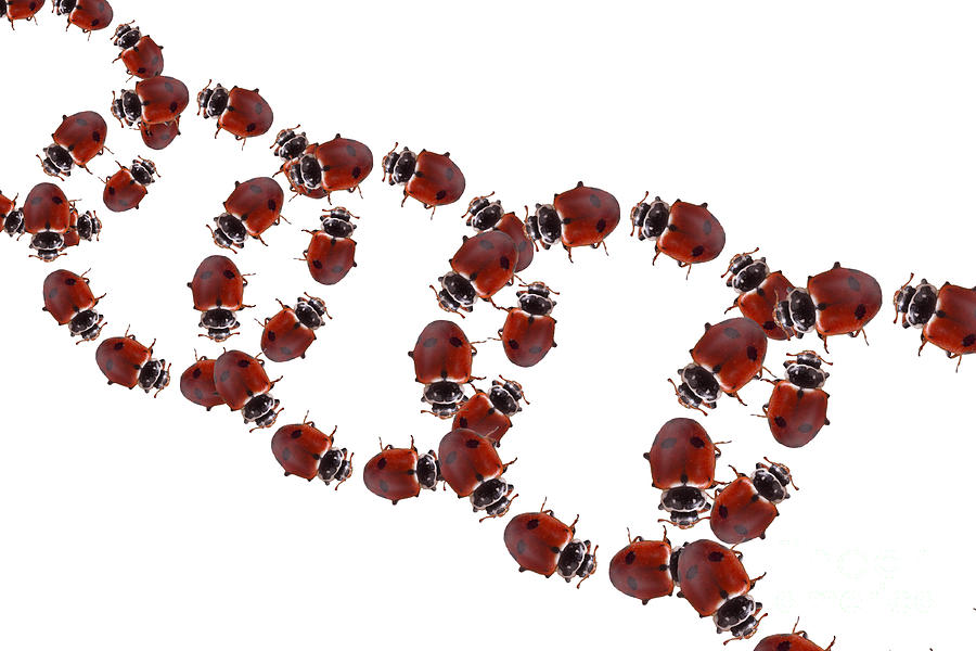 Ladybugs, Illustration Photograph by Sigrid Gombert