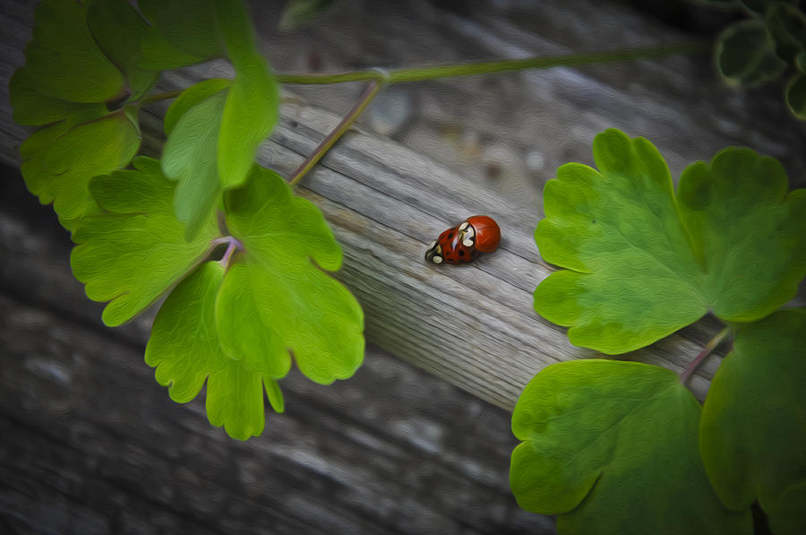 Ladybug Photograph - Ladybugs Mating by Aged Pixel