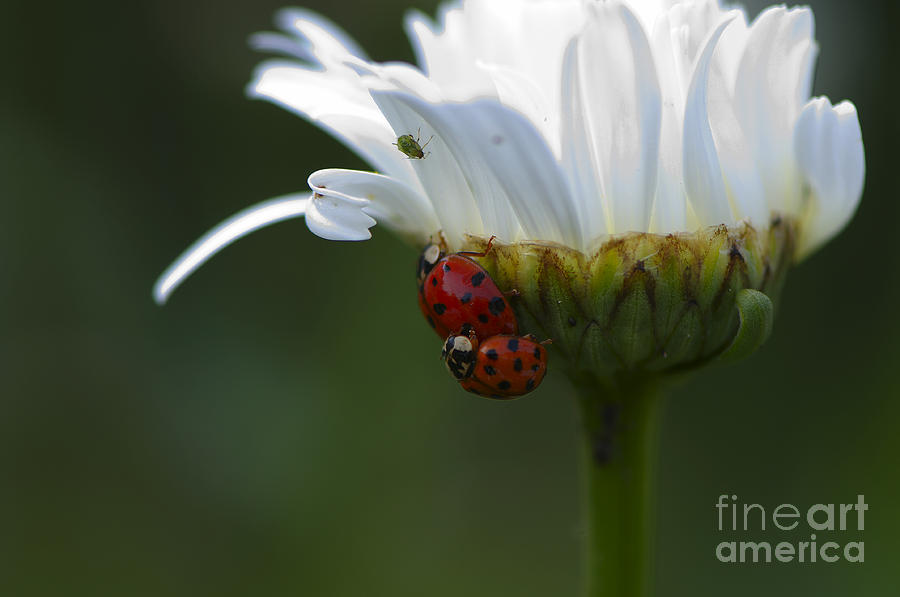 Ladybug Photograph - Ladybugs on Shasta Daisy by Sharon Talson