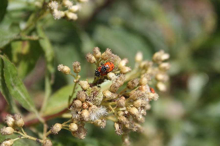 Ladybugs on Thistle Photograph by Robert Hamm | Fine Art America