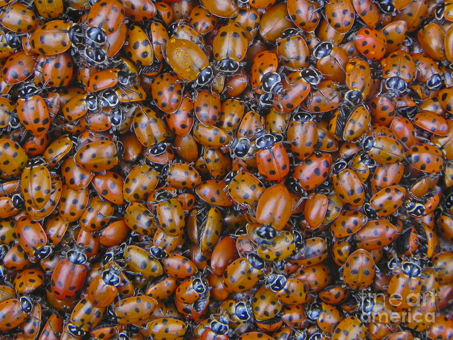 Ladybugs Photograph by Ron & Nancy Sanford