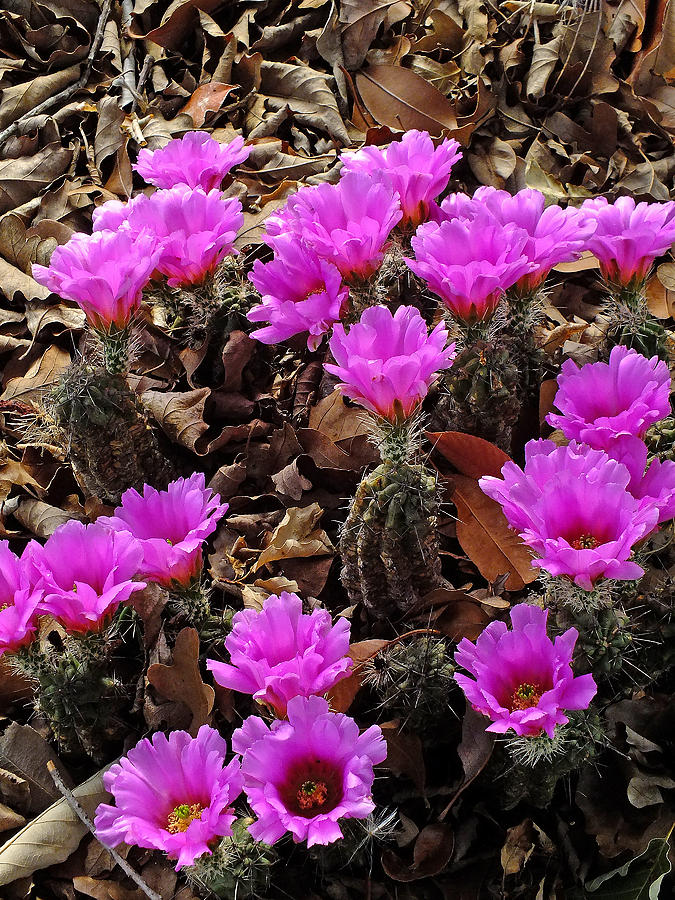 Ladyfinger Hedgehog Cactus Blooms Photograph by Bill
