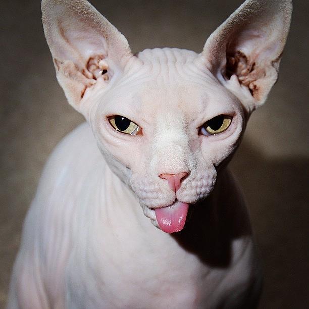 Cat Photograph - #ladygeebee #cheeky #sphynx #tongue by Samantha Charity Hall