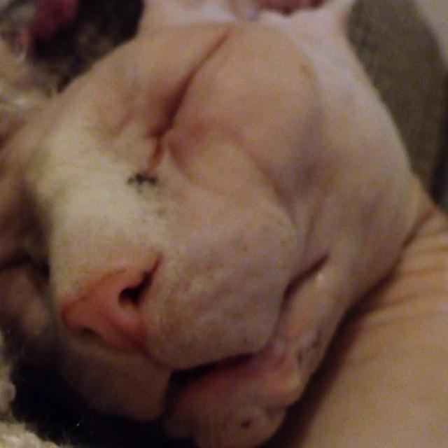 Sphynx Photograph - #ladygeebee Fast Asleep, Snoring Her by Samantha Charity Hall