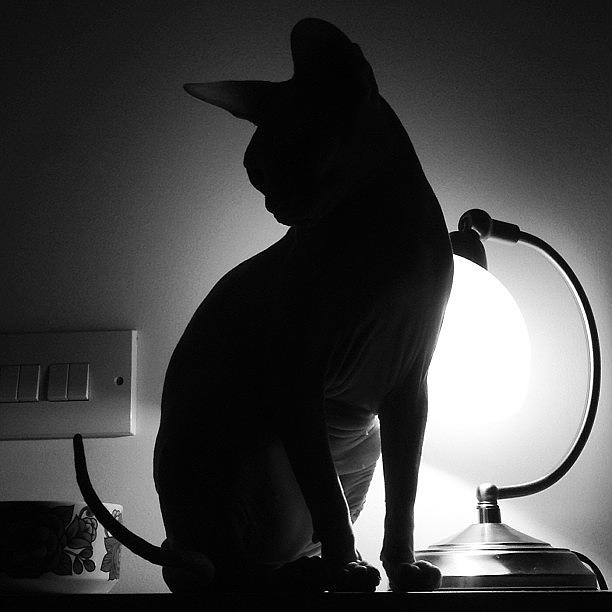 Cat Photograph - #ladygeebee #sphynx #shadow #silhouette by Samantha Charity Hall
