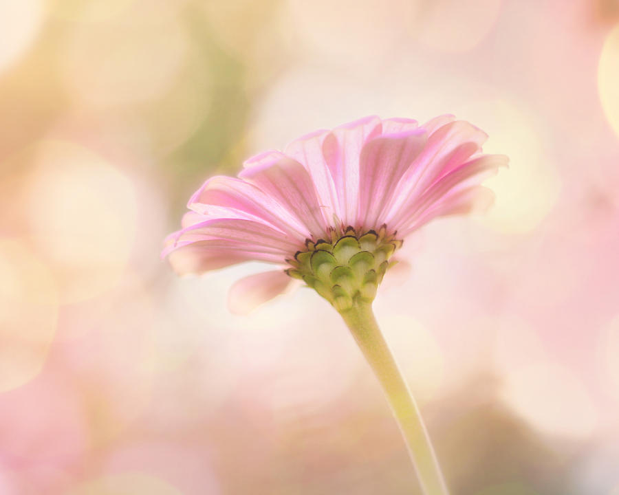 Flower Photograph - Ladylike by Amy Tyler