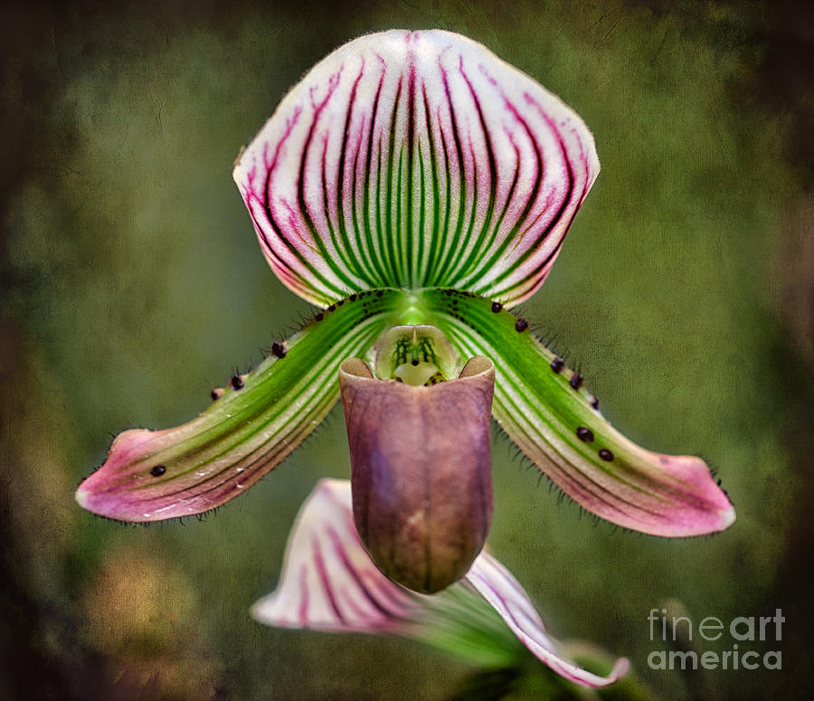Ladys Slipper Orchid Photograph by Adrian Evans