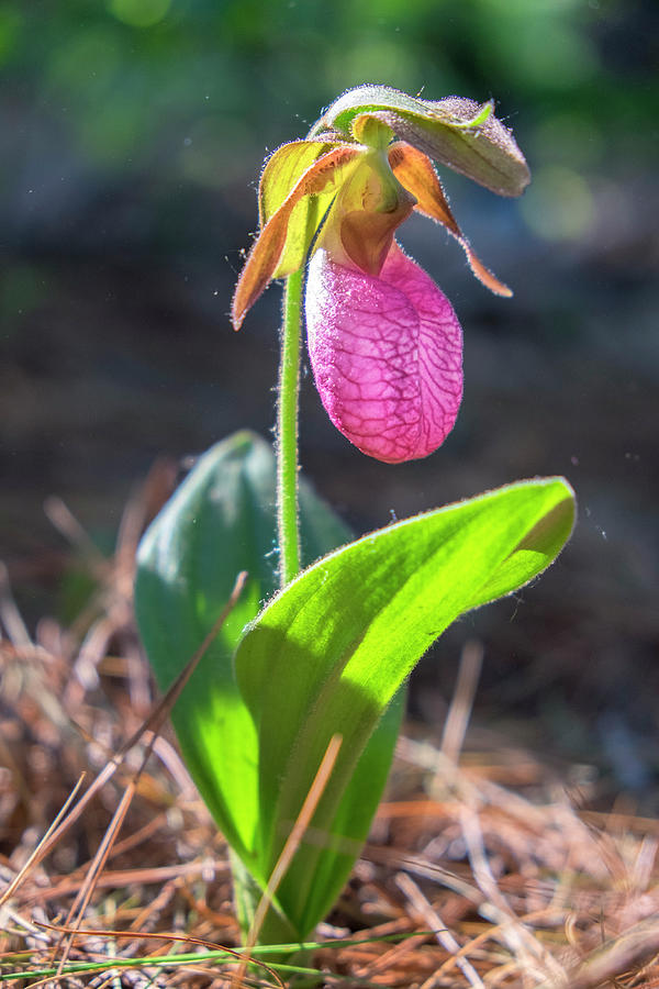 Ladys Slipper Orchid Photograph by Lisa S. Engelbrecht Ladys Slipper Orchid Photograph by Lisa S. Engelbrecht