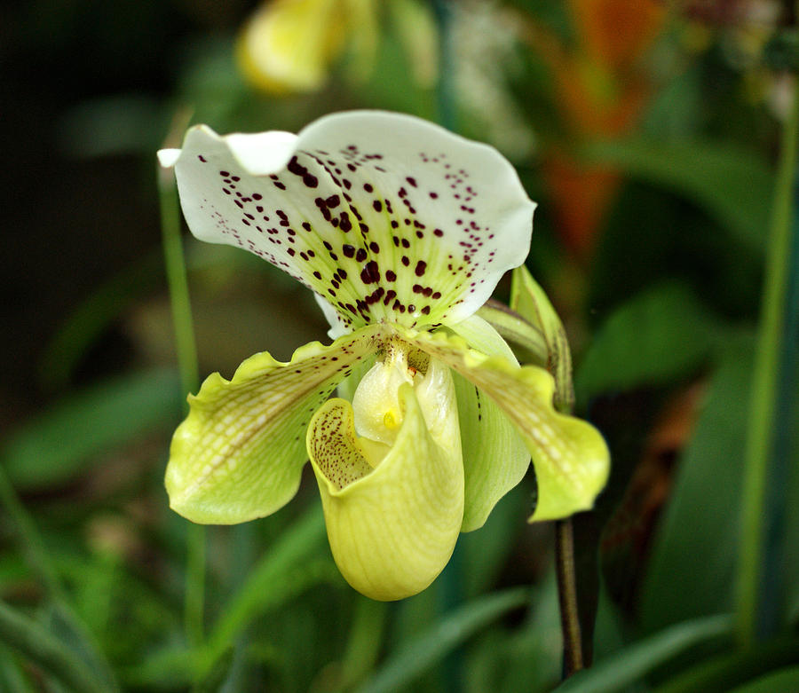 Ladys Slipper Orchid Photograph by Sandy Keeton