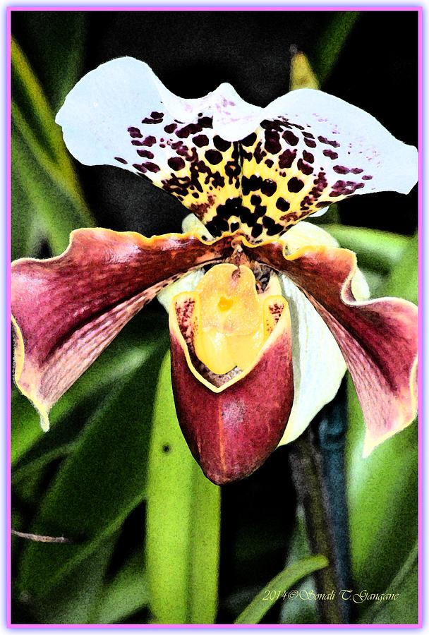 Spring Flowers Photograph - Ladys slipper orchids by Sonali Gangane