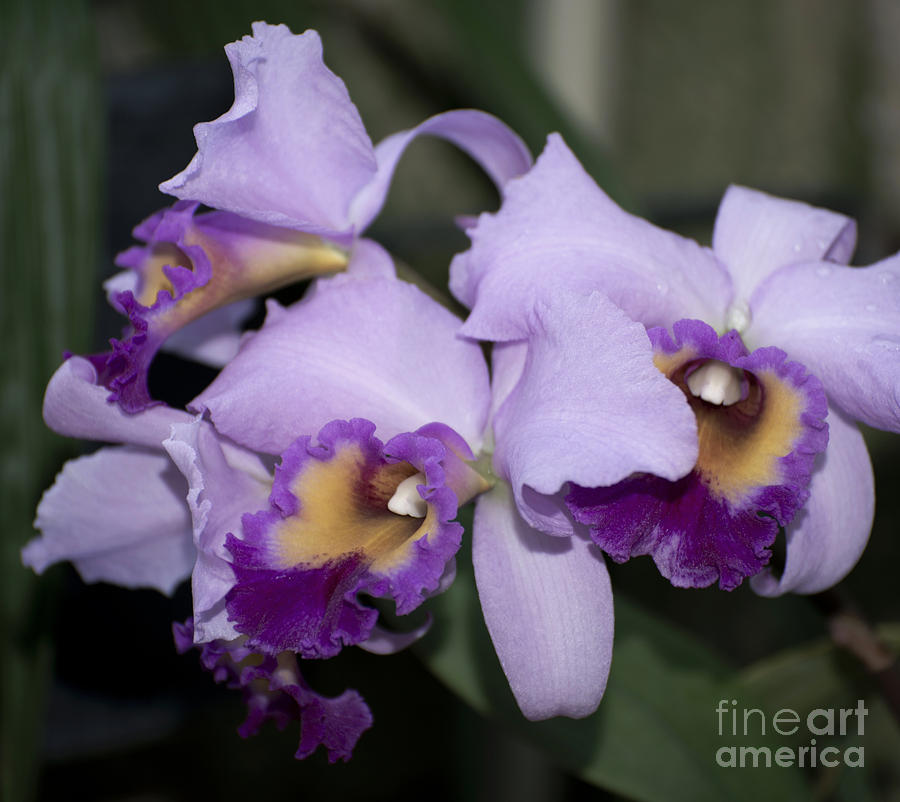 Purple Orchid Photograph - Laeliocattleya Chapala by Terri Winkler