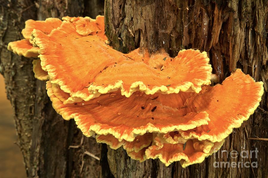 Tree Fungus Photograph - Laetiporus Forest Decorations by Adam Jewell