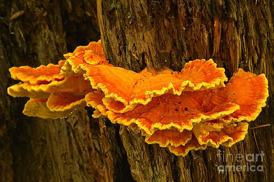 Tree Fungus Photograph - Laetiporus Fungus In The Forest by Adam Jewell
