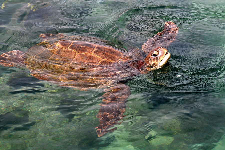 Lager Head Turtle 001 Photograph by Larry Ward