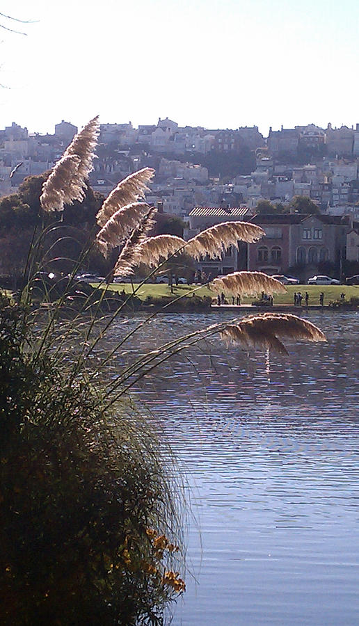 San Francisco Photograph - Lagoon by Brent Dolliver