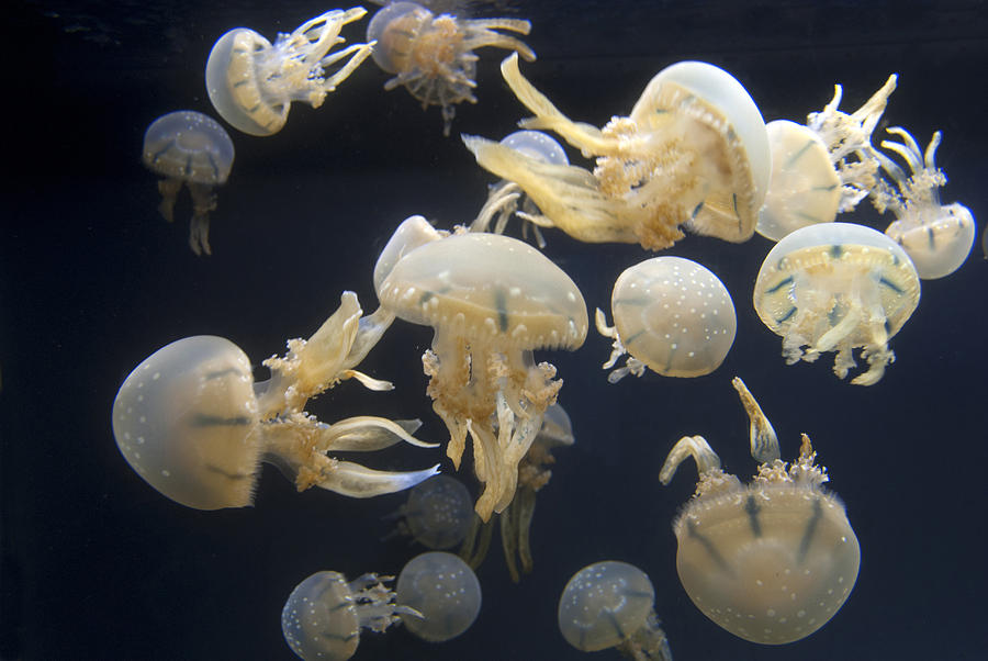 Lagoon Jellyfish Photograph by Peter Skinner