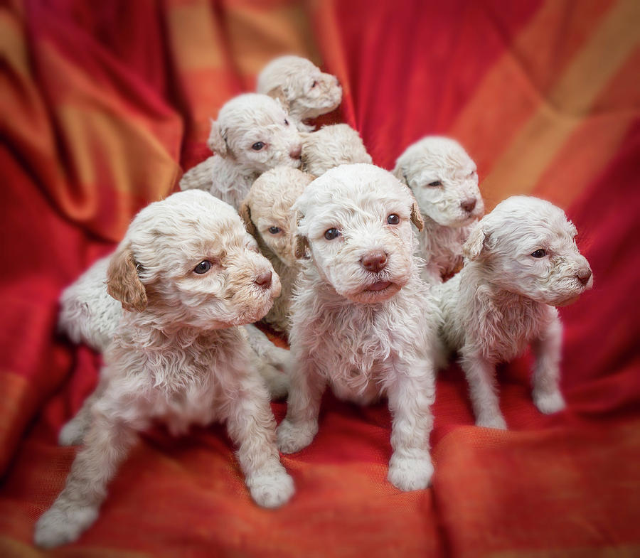 Dog Photograph - Lagotto Romagnolo- Name Means Lake Dog by Animal Images