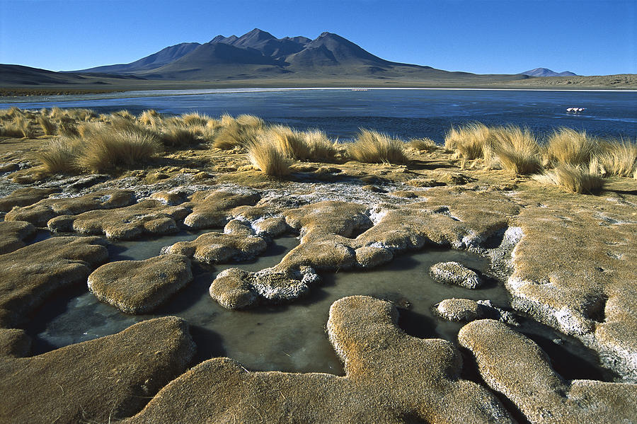 Laguna Canapa Potosi District Altiplano Photograph by Tui De Roy