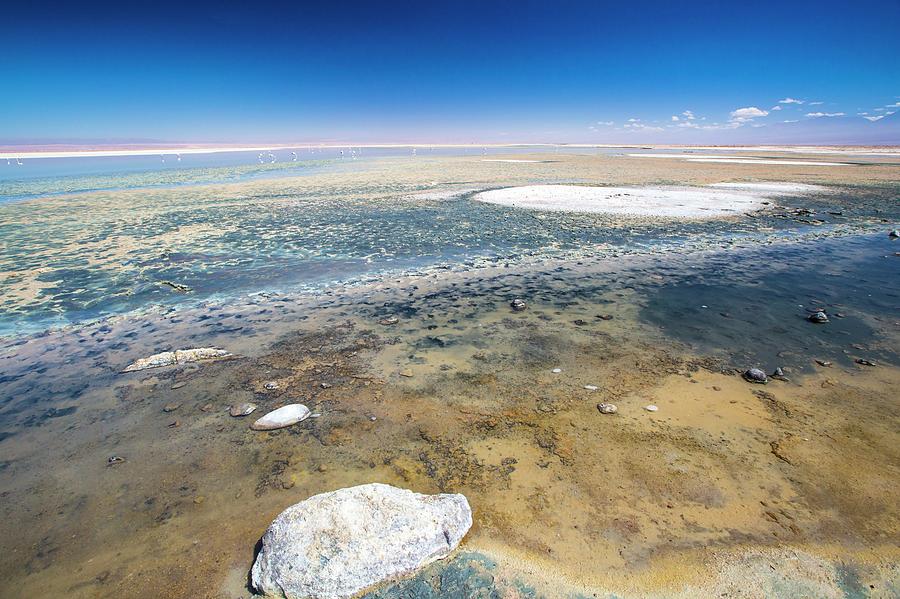 Laguna Chaxa Photograph by Peter J. Raymond | Fine Art America