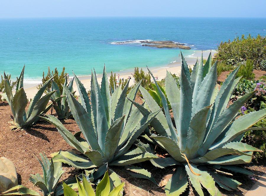 Laguna Coast with Cactus Photograph by Jane Girardot