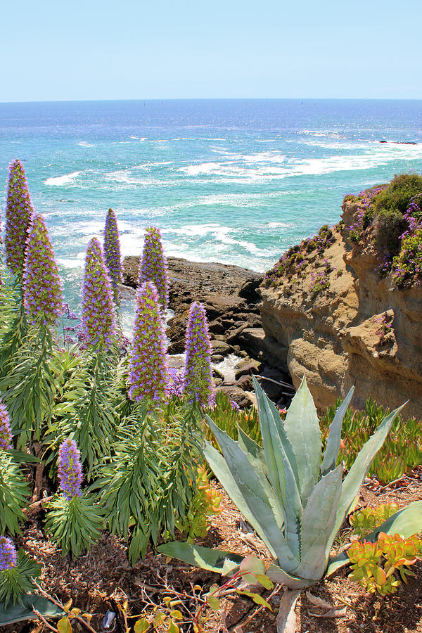 Laguna Coast with Flowers Photograph by Jane Girardot