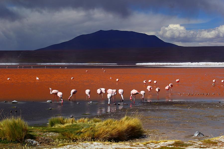 Flamingo Photograph - Laguna Colorada by FireFlux Studios