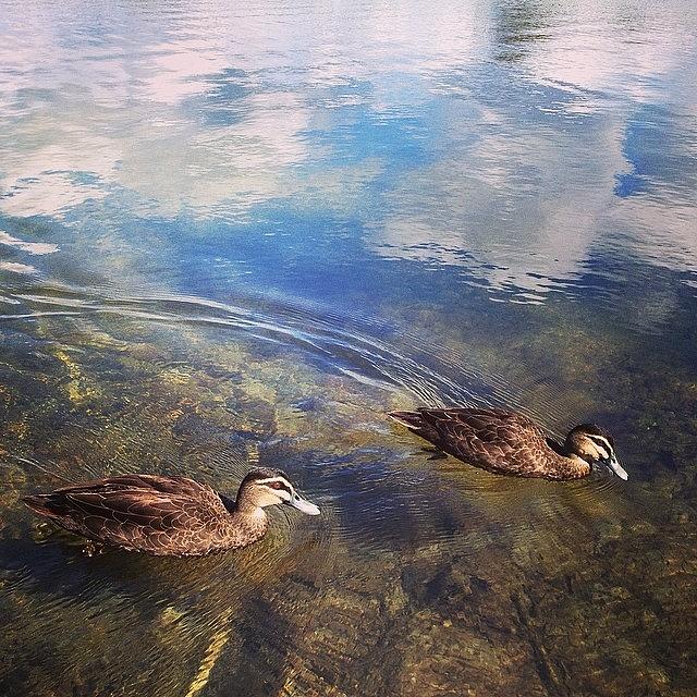 Duck Photograph - Laguna Ducks by Alison Miller