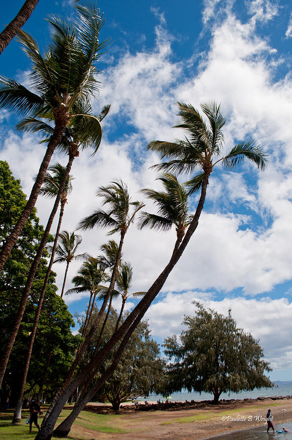 Lahaina Palms Photograph by Paulette B Wright