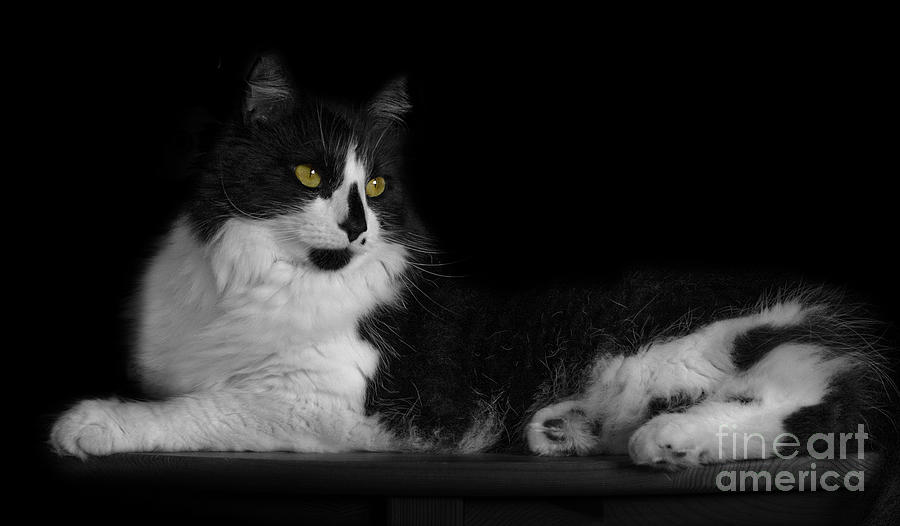 Cat Photograph - Laid Back Ethel by Linsey Williams