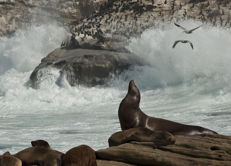 LaJolla Surf n Nature Preserve Photograph by Daniel Hebard