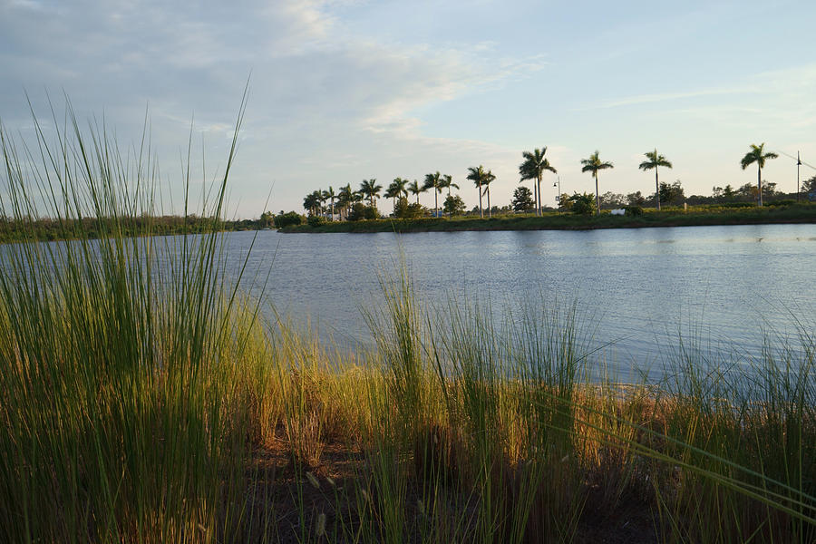 Lake and Palms Photograph by Jean Macaluso