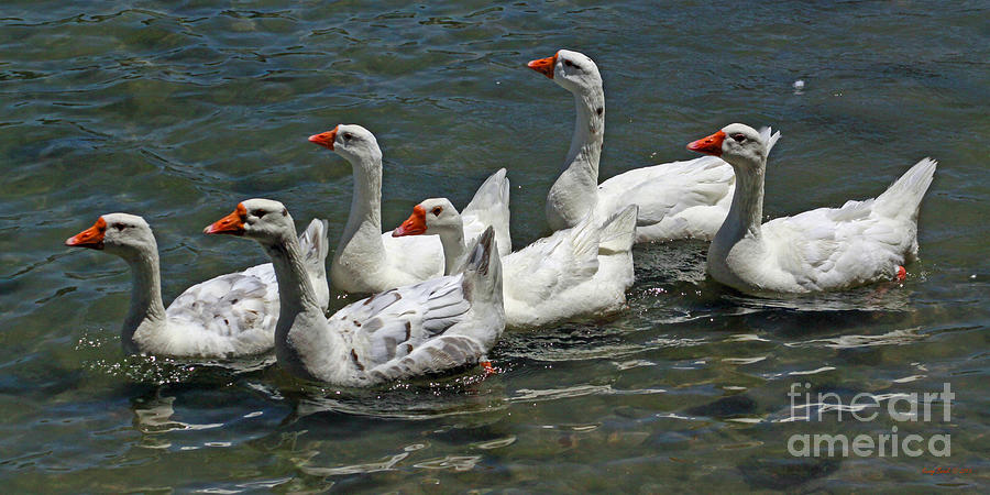 Pilgrim Geese Family at Lake Arrowhead, California - Six Geese a Swimming Photograph by Kenny Bosak