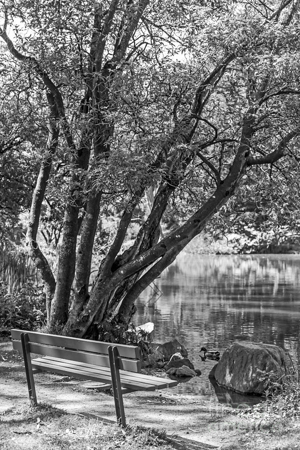 Lake Bench in Black and White Photograph by Kate Brown