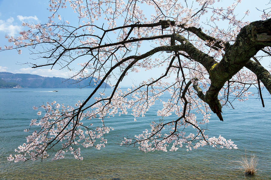 Lake Biwa In Spring Photograph by Fuyuki-kohyama Photography