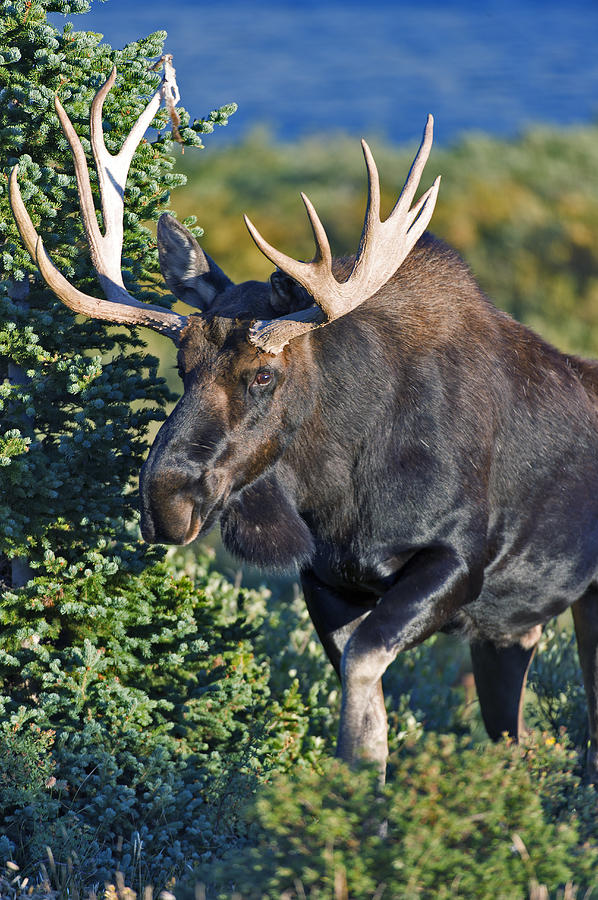 Lake Brainard Bull Moose Photograph by Gary Langley