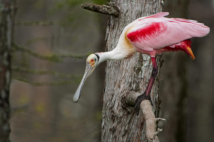 Lake Cazan Roseate Spoonbill Photograph by Bonnie Barry