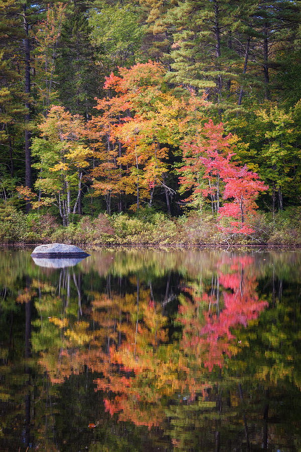 Tree Photograph - Lake Chocorua Moment of Reflection by Karen Stephenson